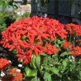 Zora obična (lychnis kalcedon): fotografija, primjena u pejzažnom dizajnu